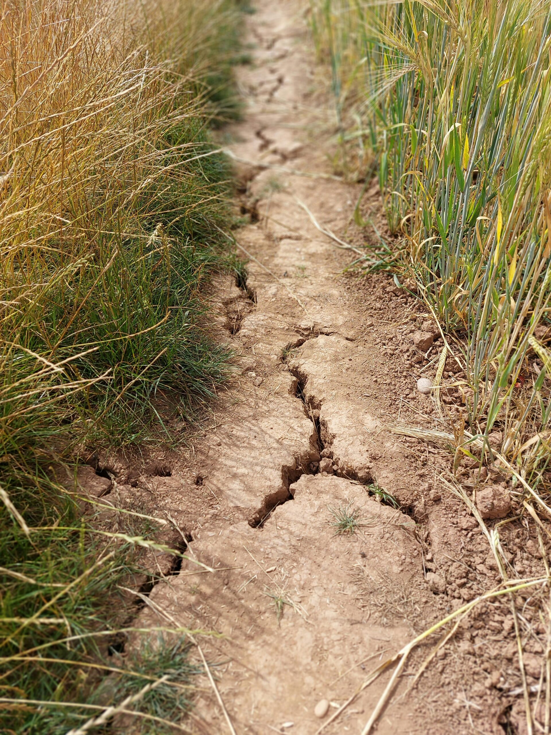Vertical shot of a cracked soil path with dry grass, depicting drought conditions.